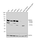 IKAROS Antibody in Western Blot (WB)