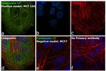 Cytokeratin 17 Antibody in Immunocytochemistry (ICC/IF)
