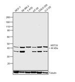 Cytokeratin 19 Antibody in Western Blot (WB)