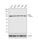 Ku80 Antibody in Western Blot (WB)