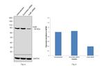 Ku80 Antibody in Western Blot (WB)