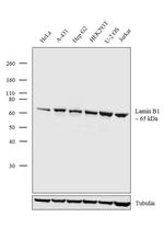 Lamin B1 Antibody in Western Blot (WB)