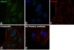 MALT1 Antibody in Immunocytochemistry (ICC/IF)