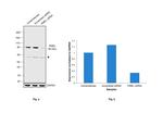PMEL Antibody in Western Blot (WB)