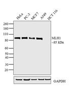 MLH1 Antibody in Western Blot (WB)