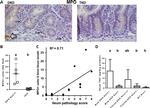 Myeloperoxidase Antibody in Immunohistochemistry (IHC)