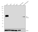 Myeloperoxidase Antibody in Western Blot (WB)