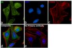 S6 Antibody in Immunocytochemistry (ICC/IF)