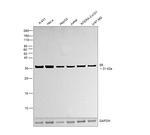 S6 Antibody in Western Blot (WB)