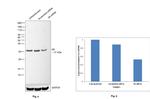 S6 Antibody