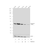 Phospho-S6 (Ser235, Ser236) Antibody in Western Blot (WB)