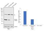 SOCS2 Antibody in Western Blot (WB)