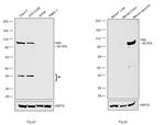 Villin Antibody in Western Blot (WB)