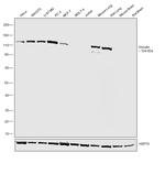 Vinculin Antibody in Western Blot (WB)