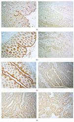 CDHR5 Antibody in Immunohistochemistry (Paraffin) (IHC (P))