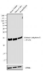 Carbonic Anhydrase II Polyclonal Antibody