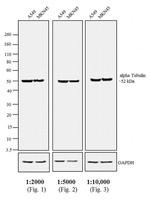 F(ab')2-Rabbit anti-Rat IgG (H+L) Secondary Antibody, HRP