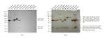 Human IgG (H+L) Cross-Adsorbed Secondary Antibody