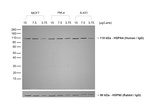 Human IgG (H+L) Cross-Adsorbed Secondary Antibody in Western Blot (WB)