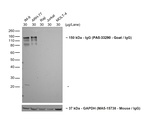 F(ab')2-Goat anti-Human IgG (H+L) Cross-Adsorbed Secondary Antibody, HRP
