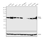 HTR2B Antibody in Western Blot (WB)