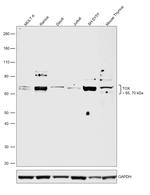 TOX Antibody in Western Blot (WB)