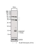 GABARAP Antibody in Western Blot (WB)
