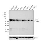FMRP Antibody in Western Blot (WB)