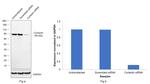 Cortactin Antibody in Western Blot (WB)