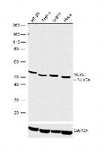 MLKL Polyclonal Antibody