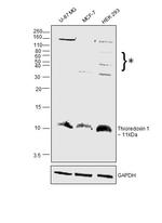 Thioredoxin 1 Antibody in Western Blot (WB)