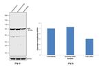 Ku80 Antibody in Western Blot (WB)