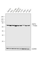HSP70 Antibody in Western Blot (WB)