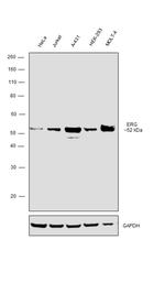 ERG Polyclonal Antibody