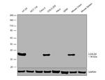 Galectin 4 Antibody in Western Blot (WB)