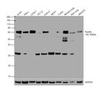 Paxillin Antibody in Western Blot (WB)