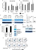 SETD2 Antibody in Western Blot (WB)