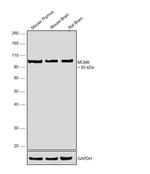 MCM6 Antibody in Western Blot (WB)