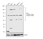 CUX1/Protein CASP Polyclonal Antibody