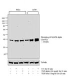Phospho-p38 MAPK (Tyr182) Antibody in Western Blot (WB)