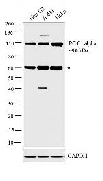 PPARGC1A Antibody in Western Blot (WB)
