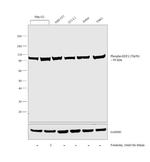Phospho-EEF2 (Thr56) Antibody