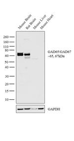 GAD65/GAD67 Antibody