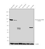 Phospho-GluR2 (Ser880) Antibody