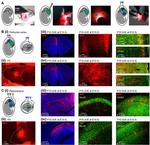 CaMKII alpha/beta/delta Antibody in Immunohistochemistry (IHC)