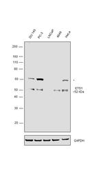 ETS1 Antibody in Western Blot (WB)
