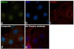 MRLC2 Antibody in Immunocytochemistry (ICC/IF)