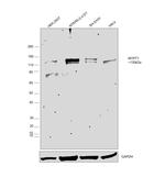 MYPT1 Antibody in Western Blot (WB)