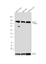 MYPT1 Antibody in Western Blot (WB)