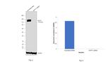 MYPT1 Antibody in Western Blot (WB)